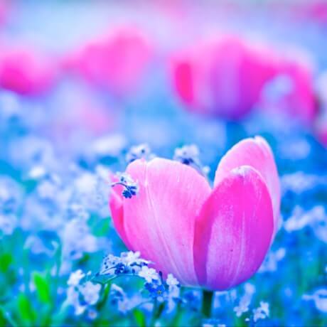 Crocus close-up