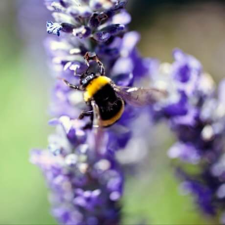 Bumble bee collecting nectar
