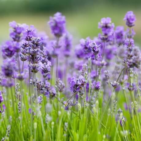 Purple wildflowers