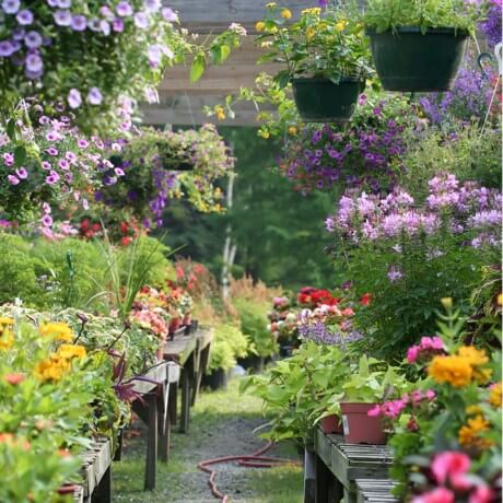 The garden shop