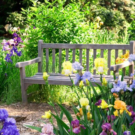 Iris along the path